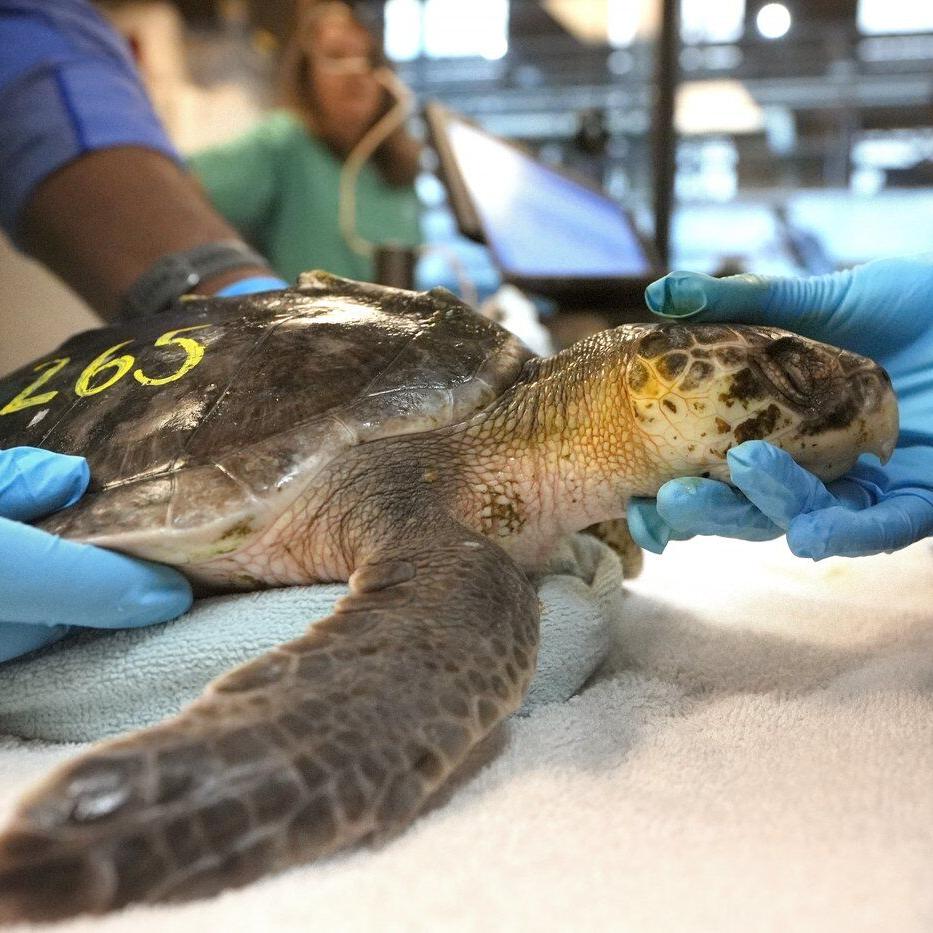 Global warming fills New England's rich waters with death traps for endangered sea turtles